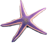 starfish graphic